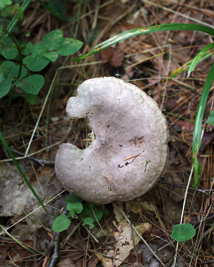 Lactarius sp. I'm not sure if I'll be able to get this one to species level. It was pretty old and dried out. I think that Lactarius uvidus is a possibility though. Lactarius argillaceifolius might also be a possibility.<br />
<br />
Habitat: Mixed forest<br />
<figure class="photo"><a href="https://www.jungledragon.com/image/89803/lactarius_sp.html" title="Lactarius sp."><img src="https://s3.amazonaws.com/media.jungledragon.com/images/3232/89803_thumb.jpg?AWSAccessKeyId=05GMT0V3GWVNE7GGM1R2&Expires=1769040010&Signature=KWoMRPlY68JN7PaMcGELYxeqLLQ%3D" width="200" height="144" alt="Lactarius sp. I'm not sure if I'll be able to get this one to species level. It was pretty old and dried out. I think that Lactarius uvidus is a possibility though. Lactarius argillaceifolius might also be a possibility.<br />
<br />
Habitat: Mixed forest<br />
https://www.jungledragon.com/image/89802/lactarius_sp.html<br />
 Geotagged,Summer,United States" /></a></figure> Geotagged,Lactarius,Summer,United States,mushroom