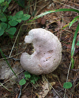 Lactarius sp. I'm not sure if I'll be able to get this one to species level. It was pretty old and dried out. I think that Lactarius uvidus is a possibility though. Lactarius argillaceifolius might also be a possibility.

Habitat: Mixed forest
https://www.jungledragon.com/image/89803/lactarius_sp.html Geotagged,Lactarius,Summer,United States,mushroom