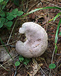 Lactarius sp. I'm not sure if I'll be able to get this one to species level. It was pretty old and dried out. I think that Lactarius uvidus is a possibility though. Lactarius argillaceifolius might also be a possibility.<br />
<br />
Habitat: Mixed forest<br />
https://www.jungledragon.com/image/89803/lactarius_sp.html Geotagged,Lactarius,Summer,United States,mushroom