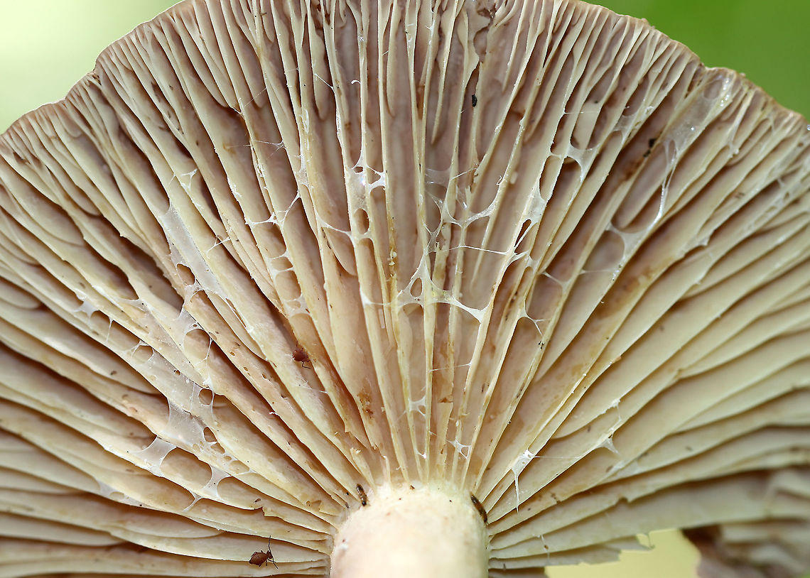 Lactarius sp. I'm not sure if I'll be able to get this one to species level. It was pretty old and dried out. I think that Lactarius uvidus is a possibility though. Lactarius argillaceifolius might also be a possibility.<br />
<br />
Habitat: Mixed forest<br />
<figure class="photo"><a href="https://www.jungledragon.com/image/89802/lactarius_sp.html" title="Lactarius sp."><img src="https://s3.amazonaws.com/media.jungledragon.com/images/3232/89802_thumb.jpg?AWSAccessKeyId=05GMT0V3GWVNE7GGM1R2&Expires=1769040010&Signature=%2BwUlU%2FeN92m80Ip1MzopSBxrPaw%3D" width="122" height="152" alt="Lactarius sp. I'm not sure if I'll be able to get this one to species level. It was pretty old and dried out. I think that Lactarius uvidus is a possibility though. Lactarius argillaceifolius might also be a possibility.<br />
<br />
Habitat: Mixed forest<br />
https://www.jungledragon.com/image/89803/lactarius_sp.html Geotagged,Lactarius,Summer,United States,mushroom" /></a></figure><br />
 Geotagged,Summer,United States