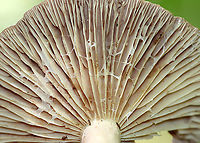 Lactarius sp. I'm not sure if I'll be able to get this one to species level. It was pretty old and dried out. I think that Lactarius uvidus is a possibility though. Lactarius argillaceifolius might also be a possibility.<br />
<br />
Habitat: Mixed forest<br />
https://www.jungledragon.com/image/89802/lactarius_sp.html<br />
 Geotagged,Summer,United States