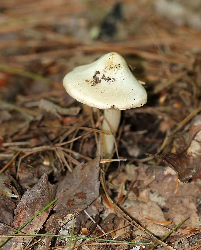 Earthy Inocybe - Inocybe geophylla Definitely a boring-looking mushroom. But, looks are deceiving and this plain mushie is poisonous.<br />
<br />
Habitat: Mixed forest<br />
<figure class="photo"><a href="https://www.jungledragon.com/image/89805/earthy_inocybe_-_inocybe_geophylla.html" title="Earthy Inocybe - Inocybe geophylla"><img src="https://s3.amazonaws.com/media.jungledragon.com/images/3232/89805_thumb.jpg?AWSAccessKeyId=05GMT0V3GWVNE7GGM1R2&Expires=1759968010&Signature=2qf9XwyXyLbknlq%2BcgeKHpfp9YA%3D" width="200" height="172" alt="Earthy Inocybe - Inocybe geophylla Definitely a boring-looking mushroom. But, looks are deceiving and this plain mushie is poisonous.<br />
<br />
Habitat: Mixed forest<br />
https://www.jungledragon.com/image/89804/earthy_inocybe_-_inocybe_geophylla.html Earthy inocybe,Geotagged,Inocybe geophylla,Summer,United States" /></a></figure> Earthy inocybe,Geotagged,Inocybe geophylla,Summer,United States,common white inocybe,inocybe,mushroom,white fibercap