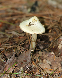 Earthy Inocybe - Inocybe geophylla Definitely a boring-looking mushroom. But, looks are deceiving and this plain mushie is poisonous.

Habitat: Mixed forest
https://www.jungledragon.com/image/89805/earthy_inocybe_-_inocybe_geophylla.html Earthy inocybe,Geotagged,Inocybe geophylla,Summer,United States,common white inocybe,inocybe,mushroom,white fibercap
