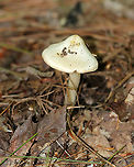 Earthy Inocybe - Inocybe geophylla Definitely a boring-looking mushroom. But, looks are deceiving and this plain mushie is poisonous.<br />
<br />
Habitat: Mixed forest<br />
https://www.jungledragon.com/image/89805/earthy_inocybe_-_inocybe_geophylla.html Earthy inocybe,Geotagged,Inocybe geophylla,Summer,United States,common white inocybe,inocybe,mushroom,white fibercap