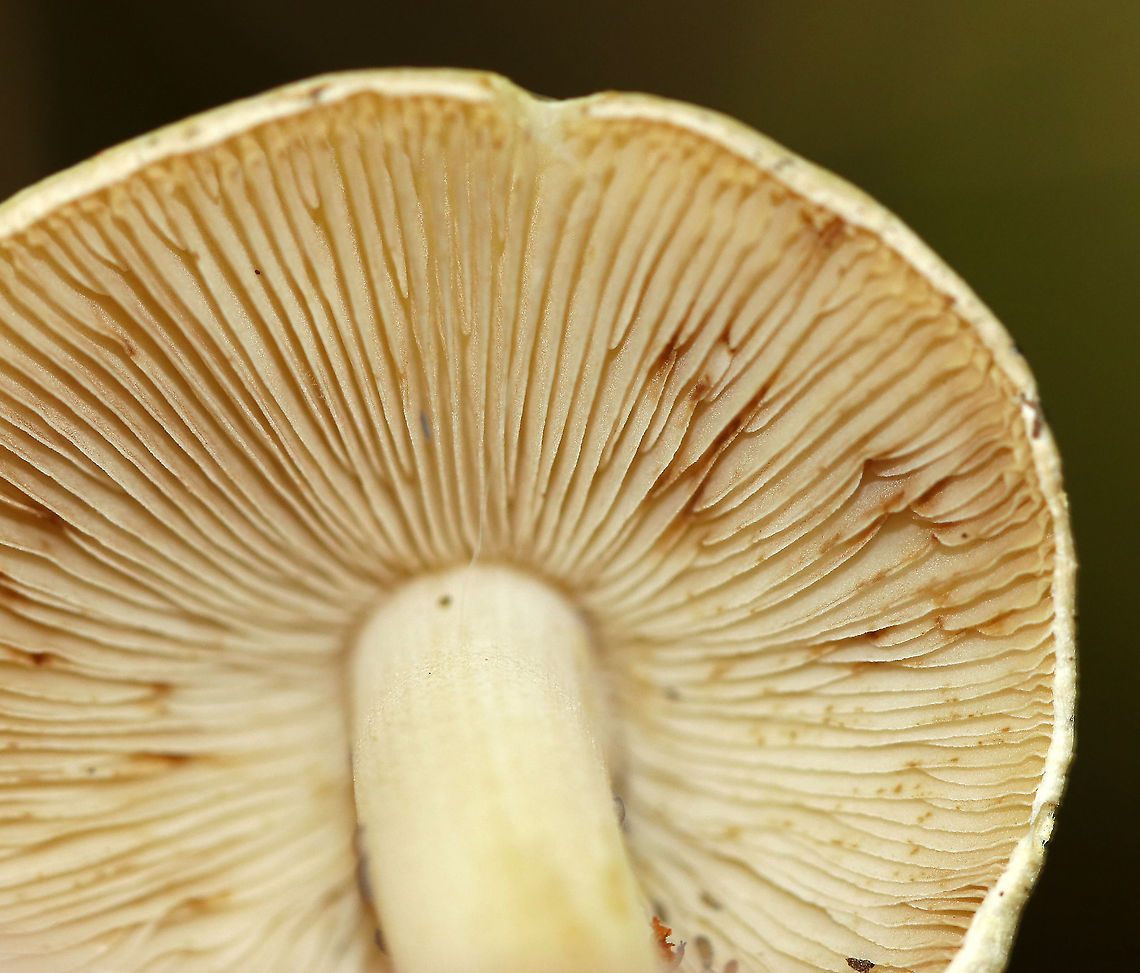 Earthy Inocybe - Inocybe geophylla Definitely a boring-looking mushroom. But, looks are deceiving and this plain mushie is poisonous.<br />
<br />
Habitat: Mixed forest<br />
<figure class="photo"><a href="https://www.jungledragon.com/image/89804/earthy_inocybe_-_inocybe_geophylla.html" title="Earthy Inocybe - Inocybe geophylla"><img src="https://s3.amazonaws.com/media.jungledragon.com/images/3232/89804_thumb.jpg?AWSAccessKeyId=05GMT0V3GWVNE7GGM1R2&Expires=1767225610&Signature=3AbErtmUsijMXqDrt%2BYzcMX%2FHmo%3D" width="122" height="152" alt="Earthy Inocybe - Inocybe geophylla Definitely a boring-looking mushroom. But, looks are deceiving and this plain mushie is poisonous.<br />
<br />
Habitat: Mixed forest<br />
https://www.jungledragon.com/image/89805/earthy_inocybe_-_inocybe_geophylla.html Earthy inocybe,Geotagged,Inocybe geophylla,Summer,United States,common white inocybe,inocybe,mushroom,white fibercap" /></a></figure> Earthy inocybe,Geotagged,Inocybe geophylla,Summer,United States