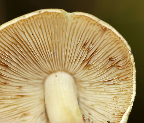 Earthy Inocybe - Inocybe geophylla Definitely a boring-looking mushroom. But, looks are deceiving and this plain mushie is poisonous.

Habitat: Mixed forest
https://www.jungledragon.com/image/89804/earthy_inocybe_-_inocybe_geophylla.html Earthy inocybe,Geotagged,Inocybe geophylla,Summer,United States