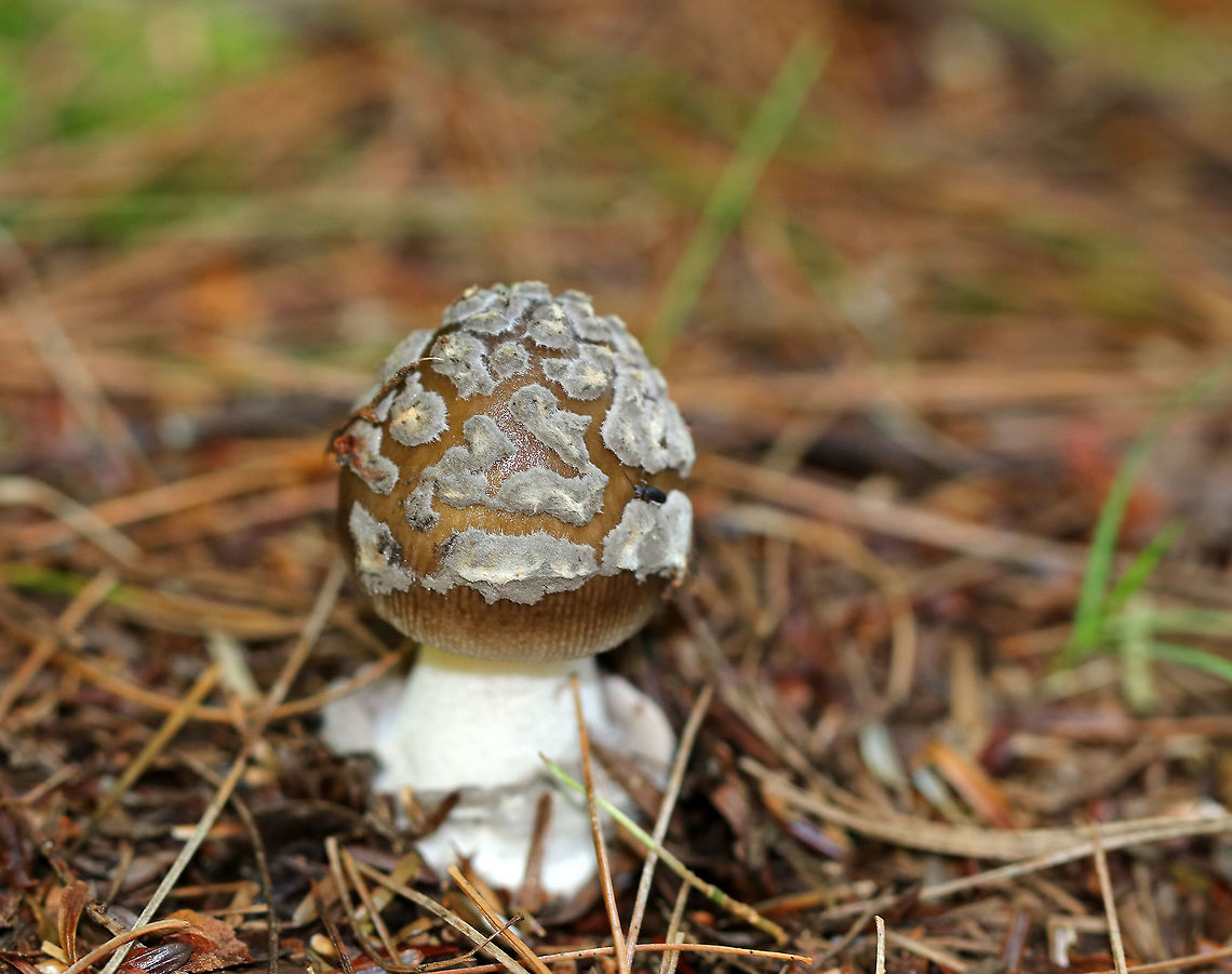 Strangulated Amanita - Amanita ceciliae group Cap: Brown, but lighter near the margin; covered with gray, felted patches; striate margin<br />
Gills: White; crowded<br />
Stem: Stout, white stem with gray volval bits near base<br />
Habitat: Mixed forest; Growing on the ground near pine and eastern hemlock<br />
<figure class="photo"><a href="https://www.jungledragon.com/image/89808/strangulated_amanita_-_amanita_ceciliae_group.html" title="Strangulated Amanita - Amanita ceciliae group"><img src="https://s3.amazonaws.com/media.jungledragon.com/images/3232/89808_thumb.jpg?AWSAccessKeyId=05GMT0V3GWVNE7GGM1R2&Expires=1759968010&Signature=kkOCKtieGUBT9bAWsrRmZj%2FUppQ%3D" width="200" height="166" alt="Strangulated Amanita - Amanita ceciliae group Cap: Brown, but lighter near the margin; covered with gray, felted patches; striate margin<br />
Gills: White; crowded<br />
Stem: Stout, white stem with gray volval bits near base<br />
Habitat: Mixed forest; Growing on the ground near pine and eastern hemlock<br />
https://www.jungledragon.com/image/89806/strangulated_amanita_-_amanita_ceciliae_group.html<br />
https://www.jungledragon.com/image/89807/strangulated_amanita_-_amanita_ceciliae_group.html Amanita ceciliae,Geotagged,Snakeskin Grisette,Summer,United States" /></a></figure><br />
<figure class="photo"><a href="https://www.jungledragon.com/image/89807/strangulated_amanita_-_amanita_ceciliae_group.html" title="Strangulated Amanita - Amanita ceciliae group"><img src="https://s3.amazonaws.com/media.jungledragon.com/images/3232/89807_thumb.jpg?AWSAccessKeyId=05GMT0V3GWVNE7GGM1R2&Expires=1759968010&Signature=M1QjLxLXobuj8c2tyl2W58XEo4M%3D" width="140" height="152" alt="Strangulated Amanita - Amanita ceciliae group Cap: Brown, but lighter near the margin; covered with gray, felted patches; striate margin<br />
Gills: White; crowded<br />
Stem: Stout, white stem with gray volval bits near base<br />
Habitat: Mixed forest; Growing on the ground near pine and eastern hemlock<br />
https://www.jungledragon.com/image/89806/strangulated_amanita_-_amanita_ceciliae_group.html<br />
https://www.jungledragon.com/image/89808/strangulated_amanita_-_amanita_ceciliae_group.html Amanita ceciliae,Geotagged,Snakeskin Grisette,Summer,United States" /></a></figure> Amanita ceciliae,Geotagged,Summer,United States,amanita,mushroom,snakeskin grisette,strangulated amanita