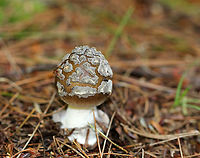 Strangulated Amanita - Amanita ceciliae group Cap: Brown, but lighter near the margin; covered with gray, felted patches; striate margin<br />
Gills: White; crowded<br />
Stem: Stout, white stem with gray volval bits near base<br />
Habitat: Mixed forest; Growing on the ground near pine and eastern hemlock<br />
https://www.jungledragon.com/image/89808/strangulated_amanita_-_amanita_ceciliae_group.html<br />
https://www.jungledragon.com/image/89807/strangulated_amanita_-_amanita_ceciliae_group.html Amanita ceciliae,Geotagged,Summer,United States,amanita,mushroom,snakeskin grisette,strangulated amanita