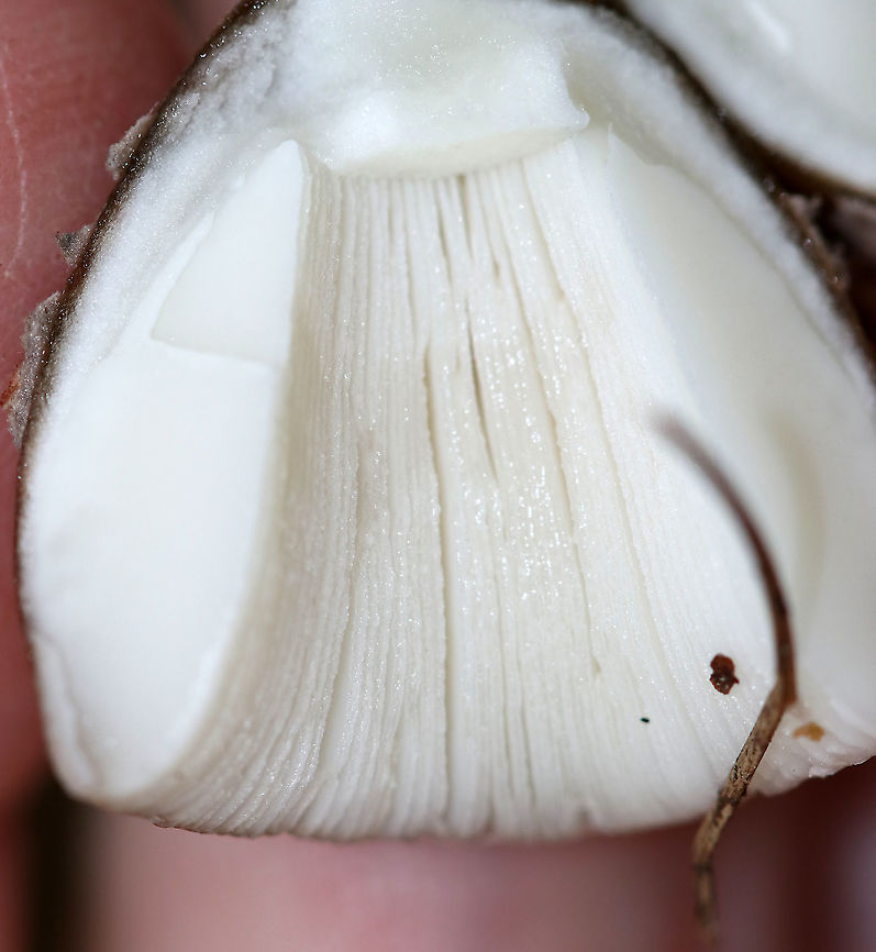 Strangulated Amanita - Amanita ceciliae group Cap: Brown, but lighter near the margin; covered with gray, felted patches; striate margin<br />
Gills: White; crowded<br />
Stem: Stout, white stem with gray volval bits near base<br />
Habitat: Mixed forest; Growing on the ground near pine and eastern hemlock<br />
<figure class="photo"><a href="https://www.jungledragon.com/image/89806/strangulated_amanita_-_amanita_ceciliae_group.html" title="Strangulated Amanita - Amanita ceciliae group"><img src="https://s3.amazonaws.com/media.jungledragon.com/images/3232/89806_thumb.jpg?AWSAccessKeyId=05GMT0V3GWVNE7GGM1R2&Expires=1759968010&Signature=mDy%2BOwF2vDZcRz4R5puo%2Fl%2BVxv8%3D" width="200" height="158" alt="Strangulated Amanita - Amanita ceciliae group Cap: Brown, but lighter near the margin; covered with gray, felted patches; striate margin<br />
Gills: White; crowded<br />
Stem: Stout, white stem with gray volval bits near base<br />
Habitat: Mixed forest; Growing on the ground near pine and eastern hemlock<br />
https://www.jungledragon.com/image/89808/strangulated_amanita_-_amanita_ceciliae_group.html<br />
https://www.jungledragon.com/image/89807/strangulated_amanita_-_amanita_ceciliae_group.html Amanita ceciliae,Geotagged,Summer,United States,amanita,mushroom,snakeskin grisette,strangulated amanita" /></a></figure><br />
<figure class="photo"><a href="https://www.jungledragon.com/image/89808/strangulated_amanita_-_amanita_ceciliae_group.html" title="Strangulated Amanita - Amanita ceciliae group"><img src="https://s3.amazonaws.com/media.jungledragon.com/images/3232/89808_thumb.jpg?AWSAccessKeyId=05GMT0V3GWVNE7GGM1R2&Expires=1759968010&Signature=kkOCKtieGUBT9bAWsrRmZj%2FUppQ%3D" width="200" height="166" alt="Strangulated Amanita - Amanita ceciliae group Cap: Brown, but lighter near the margin; covered with gray, felted patches; striate margin<br />
Gills: White; crowded<br />
Stem: Stout, white stem with gray volval bits near base<br />
Habitat: Mixed forest; Growing on the ground near pine and eastern hemlock<br />
https://www.jungledragon.com/image/89806/strangulated_amanita_-_amanita_ceciliae_group.html<br />
https://www.jungledragon.com/image/89807/strangulated_amanita_-_amanita_ceciliae_group.html Amanita ceciliae,Geotagged,Snakeskin Grisette,Summer,United States" /></a></figure> Amanita ceciliae,Geotagged,Snakeskin Grisette,Summer,United States