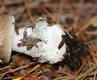 Strangulated Amanita - Amanita ceciliae group Cap: Brown, but lighter near the margin; covered with gray, felted patches; striate margin<br />
Gills: White; crowded<br />
Stem: Stout, white stem with gray volval bits near base<br />
Habitat: Mixed forest; Growing on the ground near pine and eastern hemlock<br />
https://www.jungledragon.com/image/89806/strangulated_amanita_-_amanita_ceciliae_group.html<br />
https://www.jungledragon.com/image/89807/strangulated_amanita_-_amanita_ceciliae_group.html Amanita ceciliae,Geotagged,Snakeskin Grisette,Summer,United States