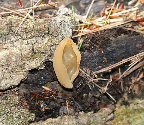 Cup Fungus - Tarzetta sp. Habitat: Rotting wood in a mixed forest Geotagged,Summer,United States,cup fungus,fungus,tarzetta