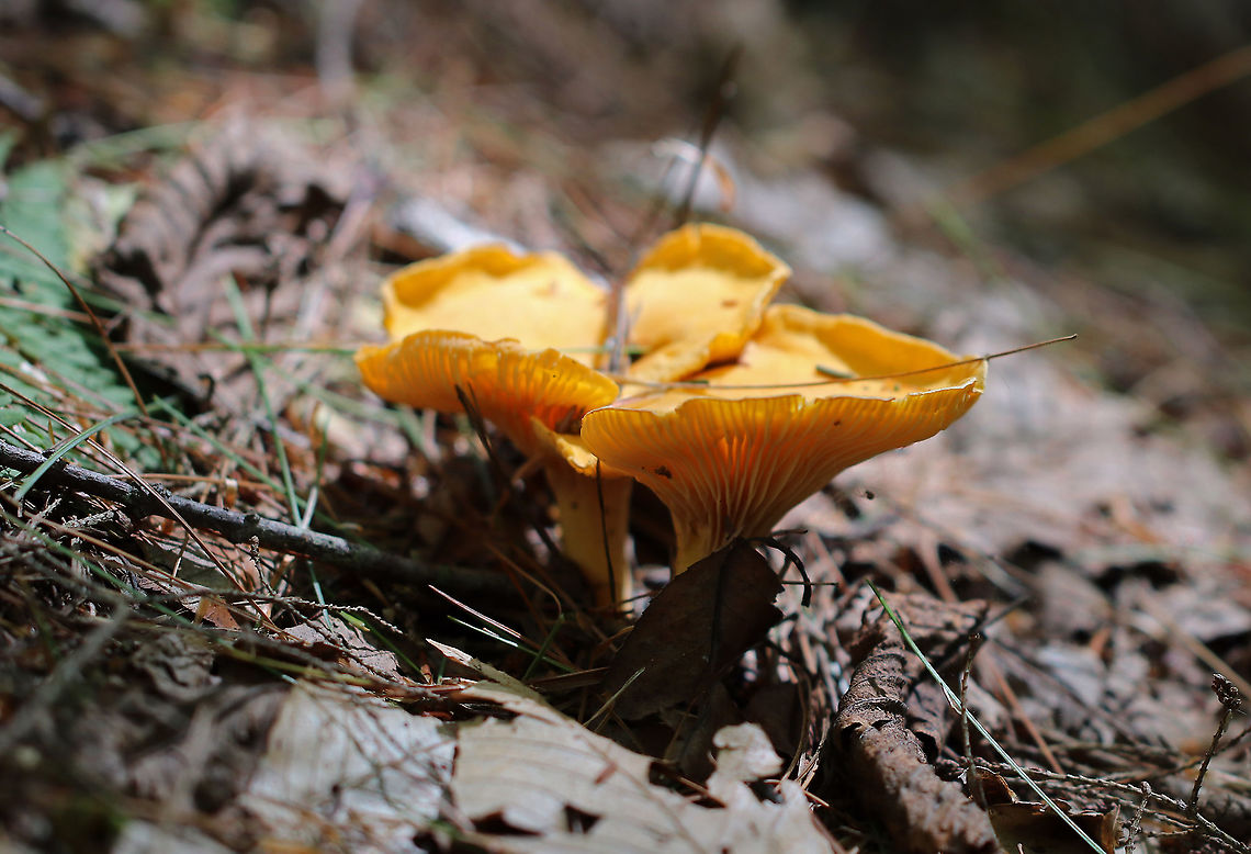 Cantharellus sp. Habitat: Growing on the ground in a mixed forest<br />
<figure class="photo"><a href="https://www.jungledragon.com/image/89812/cantharellus_sp.html" title="Cantharellus sp."><img src="https://s3.amazonaws.com/media.jungledragon.com/images/3232/89812_thumb.jpg?AWSAccessKeyId=05GMT0V3GWVNE7GGM1R2&Expires=1761782410&Signature=N2AKROV6BuZ5%2FShXheaPDPqhYYQ%3D" width="114" height="152" alt="Cantharellus sp. Habitat: Growing on the ground in a mixed forest<br />
https://www.jungledragon.com/image/89810/cantharellus_sp.html<br />
https://www.jungledragon.com/image/89811/cantharellus_sp.html Geotagged,Summer,United States" /></a></figure><br />
<figure class="photo"><a href="https://www.jungledragon.com/image/89811/cantharellus_sp.html" title="Cantharellus sp."><img src="https://s3.amazonaws.com/media.jungledragon.com/images/3232/89811_thumb.jpg?AWSAccessKeyId=05GMT0V3GWVNE7GGM1R2&Expires=1761782410&Signature=c%2BijVSGcd0TEiKTf7%2BCelTNeVY4%3D" width="122" height="152" alt="Cantharellus sp. Habitat: Growing on the ground in a mixed forest<br />
https://www.jungledragon.com/image/89810/cantharellus_sp.html<br />
https://www.jungledragon.com/image/89812/cantharellus_sp.html Geotagged,Summer,United States" /></a></figure> Cantharellus,Geotagged,Summer,United States,mushrooms