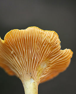 Cantharellus sp. Habitat: Growing on the ground in a mixed forest
https://www.jungledragon.com/image/89810/cantharellus_sp.html
https://www.jungledragon.com/image/89812/cantharellus_sp.html Geotagged,Summer,United States