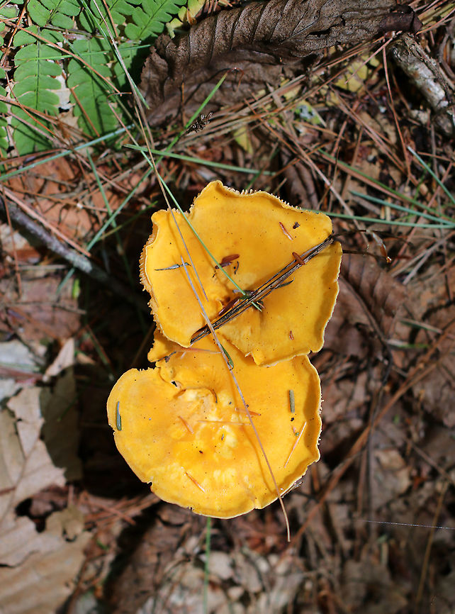 Cantharellus sp. Habitat: Growing on the ground in a mixed forest<br />
<figure class="photo"><a href="https://www.jungledragon.com/image/89810/cantharellus_sp.html" title="Cantharellus sp."><img src="https://s3.amazonaws.com/media.jungledragon.com/images/3232/89810_thumb.jpg?AWSAccessKeyId=05GMT0V3GWVNE7GGM1R2&Expires=1770854410&Signature=zX9CCK25ZFaRy3fCQxNpXHWBvRY%3D" width="200" height="138" alt="Cantharellus sp. Habitat: Growing on the ground in a mixed forest<br />
https://www.jungledragon.com/image/89812/cantharellus_sp.html<br />
https://www.jungledragon.com/image/89811/cantharellus_sp.html Cantharellus,Geotagged,Summer,United States,mushrooms" /></a></figure><br />
<figure class="photo"><a href="https://www.jungledragon.com/image/89811/cantharellus_sp.html" title="Cantharellus sp."><img src="https://s3.amazonaws.com/media.jungledragon.com/images/3232/89811_thumb.jpg?AWSAccessKeyId=05GMT0V3GWVNE7GGM1R2&Expires=1770854410&Signature=TCpNOjRGw6wzlvilisrePhuDqRw%3D" width="122" height="152" alt="Cantharellus sp. Habitat: Growing on the ground in a mixed forest<br />
https://www.jungledragon.com/image/89810/cantharellus_sp.html<br />
https://www.jungledragon.com/image/89812/cantharellus_sp.html Geotagged,Summer,United States" /></a></figure> Geotagged,Summer,United States