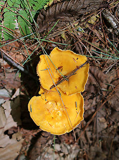 Cantharellus sp. Habitat: Growing on the ground in a mixed forest
https://www.jungledragon.com/image/89810/cantharellus_sp.html
https://www.jungledragon.com/image/89811/cantharellus_sp.html Geotagged,Summer,United States