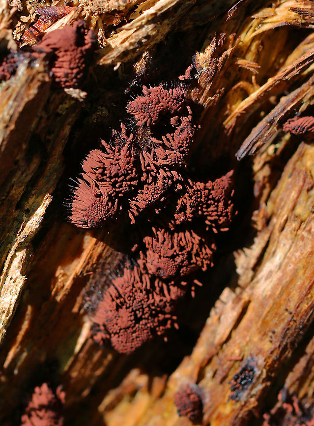 Chocolate Tube Slime Mold - Stemonitis sp. Habitat: Rotting wood Chocolate tube slime mold,Geotagged,Spring,Stemonitis,United States,slime mold