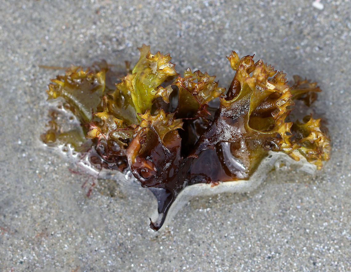 Irish Moss - Chondrus crispus Blades are flat and ribless with profuse forking. It&#039;s very variable in form and color.<br />
<br />
Habitat: Found on the beach at low tide Chondrus crispus,Geotagged,Irish moss,Spring,United States,carrageen moss,red algae