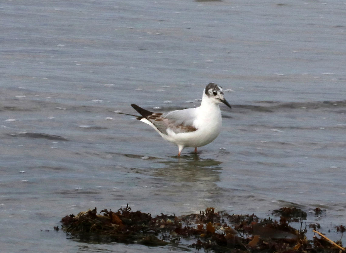 Bonaparte's Gull - Chroicocephalus philadelphia There were a bunch of these birds chasing the water in and out on the beach, looking for critters.  <br />
<br />
Habitat: Beach at low tide<br />
<figure class="photo"><a href="https://www.jungledragon.com/image/89816/bonapartes_gull_-_chroicocephalus_philadelphia.html" title="Bonaparte&#039;s Gull - Chroicocephalus philadelphia"><img src="https://s3.amazonaws.com/media.jungledragon.com/images/3232/89816_thumb.jpg?AWSAccessKeyId=05GMT0V3GWVNE7GGM1R2&Expires=1767225610&Signature=n2a3QgG6FYc%2FazHakp6hsOPMtOY%3D" width="200" height="128" alt="Bonaparte&#039;s Gull - Chroicocephalus philadelphia There were a bunch of these birds chasing the water in and out on the beach, looking for critters.<br />
<br />
Habitat: Beach at low tide<br />
https://www.jungledragon.com/image/89815/masked_gull_-_chroicocephalus_sp.html<br />
https://www.jungledragon.com/image/89817/masked_gull_-_chroicocephalus_sp.html<br />
<br />
https://vimeo.com/391575979<br />
https://vimeo.com/391576795 Bonapartes gull,Chroicocephalus philadelphia,Geotagged,Spring,United States" /></a></figure><br />
<figure class="photo"><a href="https://www.jungledragon.com/image/89817/bonapartes_gull_-_chroicocephalus_philadelphia.html" title="Bonaparte&#039;s Gull - Chroicocephalus philadelphia"><img src="https://s3.amazonaws.com/media.jungledragon.com/images/3232/89817_thumb.jpg?AWSAccessKeyId=05GMT0V3GWVNE7GGM1R2&Expires=1767225610&Signature=TiJPBIDkvm%2BAK%2FhmeubETRNoBz4%3D" width="200" height="138" alt="Bonaparte&#039;s Gull - Chroicocephalus philadelphia There were a bunch of these birds chasing the water in and out on the beach, looking for critters.<br />
<br />
Habitat: Beach at low tide<br />
https://www.jungledragon.com/image/89815/masked_gull_-_chroicocephalus_sp.html<br />
https://www.jungledragon.com/image/89816/masked_gull_-_chroicocephalus_sp.html<br />
<br />
https://vimeo.com/391575979<br />
https://vimeo.com/391576795 Bonapartes gull,Chroicocephalus philadelphia,Geotagged,Spring,United States" /></a></figure><br />
<br />
<section class="video"><iframe width="448" height="252" src="https://player.vimeo.com/video/391575979?title=0&byline=0&portrait=0" frameborder="0"></iframe></section><br />
<section class="video"><iframe width="448" height="252" src="https://player.vimeo.com/video/391576795?title=0&byline=0&portrait=0" frameborder="0"></iframe></section> Bonapartes gull,Chroicocephalus,Chroicocephalus philadelphia,Geotagged,Spring,United States,gull,masked gull