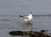 Bonaparte's Gull - Chroicocephalus philadelphia There were a bunch of these birds chasing the water in and out on the beach, looking for critters.  <br />
<br />
Habitat: Beach at low tide<br />
https://www.jungledragon.com/image/89816/masked_gull_-_chroicocephalus_sp.html<br />
https://www.jungledragon.com/image/89817/masked_gull_-_chroicocephalus_sp.html<br />
<br />
https://vimeo.com/391575979<br />
https://vimeo.com/391576795 Bonapartes gull,Chroicocephalus,Chroicocephalus philadelphia,Geotagged,Spring,United States,gull,masked gull