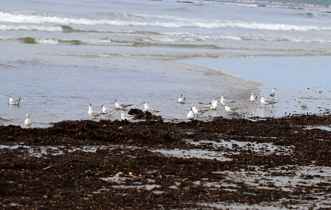 Bonaparte's Gull - Chroicocephalus philadelphia There were a bunch of these birds chasing the water in and out on the beach, looking for critters.<br />
<br />
Habitat: Beach at low tide<br />
<figure class="photo"><a href="https://www.jungledragon.com/image/89815/bonapartes_gull_-_chroicocephalus_philadelphia.html" title="Bonaparte&#039;s Gull - Chroicocephalus philadelphia"><img src="https://s3.amazonaws.com/media.jungledragon.com/images/3232/89815_thumb.jpg?AWSAccessKeyId=05GMT0V3GWVNE7GGM1R2&Expires=1767225610&Signature=kspSLi3H8oGHtqGGhp5397oGX0w%3D" width="200" height="148" alt="Bonaparte&#039;s Gull - Chroicocephalus philadelphia There were a bunch of these birds chasing the water in and out on the beach, looking for critters.  <br />
<br />
Habitat: Beach at low tide<br />
https://www.jungledragon.com/image/89816/masked_gull_-_chroicocephalus_sp.html<br />
https://www.jungledragon.com/image/89817/masked_gull_-_chroicocephalus_sp.html<br />
<br />
https://vimeo.com/391575979<br />
https://vimeo.com/391576795 Bonapartes gull,Chroicocephalus,Chroicocephalus philadelphia,Geotagged,Spring,United States,gull,masked gull" /></a></figure><br />
<figure class="photo"><a href="https://www.jungledragon.com/image/89817/bonapartes_gull_-_chroicocephalus_philadelphia.html" title="Bonaparte&#039;s Gull - Chroicocephalus philadelphia"><img src="https://s3.amazonaws.com/media.jungledragon.com/images/3232/89817_thumb.jpg?AWSAccessKeyId=05GMT0V3GWVNE7GGM1R2&Expires=1767225610&Signature=TiJPBIDkvm%2BAK%2FhmeubETRNoBz4%3D" width="200" height="138" alt="Bonaparte&#039;s Gull - Chroicocephalus philadelphia There were a bunch of these birds chasing the water in and out on the beach, looking for critters.<br />
<br />
Habitat: Beach at low tide<br />
https://www.jungledragon.com/image/89815/masked_gull_-_chroicocephalus_sp.html<br />
https://www.jungledragon.com/image/89816/masked_gull_-_chroicocephalus_sp.html<br />
<br />
https://vimeo.com/391575979<br />
https://vimeo.com/391576795 Bonapartes gull,Chroicocephalus philadelphia,Geotagged,Spring,United States" /></a></figure><br />
<br />
<section class="video"><iframe width="448" height="252" src="https://player.vimeo.com/video/391575979?title=0&byline=0&portrait=0" frameborder="0"></iframe></section><br />
<section class="video"><iframe width="448" height="252" src="https://player.vimeo.com/video/391576795?title=0&byline=0&portrait=0" frameborder="0"></iframe></section> Bonapartes gull,Chroicocephalus philadelphia,Geotagged,Spring,United States