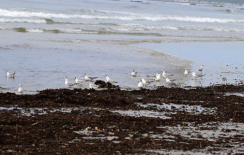 Bonaparte's Gull - Chroicocephalus philadelphia There were a bunch of these birds chasing the water in and out on the beach, looking for critters.

Habitat: Beach at low tide
https://www.jungledragon.com/image/89815/masked_gull_-_chroicocephalus_sp.html
https://www.jungledragon.com/image/89817/masked_gull_-_chroicocephalus_sp.html

https://vimeo.com/391575979
https://vimeo.com/391576795 Bonapartes gull,Chroicocephalus philadelphia,Geotagged,Spring,United States