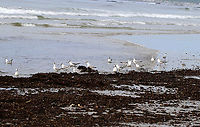 Bonaparte's Gull - Chroicocephalus philadelphia There were a bunch of these birds chasing the water in and out on the beach, looking for critters.<br />
<br />
Habitat: Beach at low tide<br />
https://www.jungledragon.com/image/89815/masked_gull_-_chroicocephalus_sp.html<br />
https://www.jungledragon.com/image/89817/masked_gull_-_chroicocephalus_sp.html<br />
<br />
https://vimeo.com/391575979<br />
https://vimeo.com/391576795 Bonapartes gull,Chroicocephalus philadelphia,Geotagged,Spring,United States