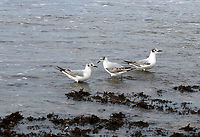 Bonaparte's Gull - Chroicocephalus philadelphia There were a bunch of these birds chasing the water in and out on the beach, looking for critters.<br />
<br />
Habitat: Beach at low tide<br />
https://www.jungledragon.com/image/89815/masked_gull_-_chroicocephalus_sp.html<br />
https://www.jungledragon.com/image/89816/masked_gull_-_chroicocephalus_sp.html<br />
<br />
https://vimeo.com/391575979<br />
https://vimeo.com/391576795 Bonapartes gull,Chroicocephalus philadelphia,Geotagged,Spring,United States