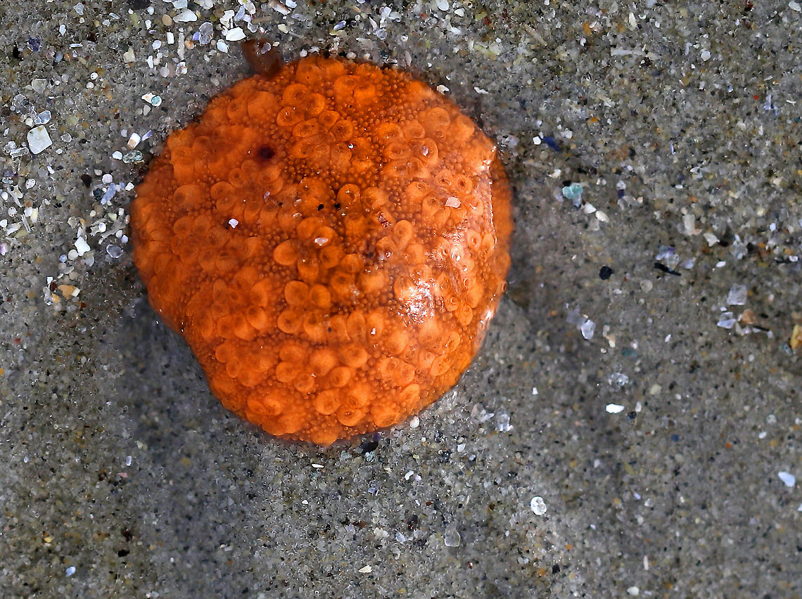 Orange Sheath Tunicate - Botrylloides violaceus A colonial sea squirt that often overgrows mussels, barnacles, bryozoans, and solitary sea squirts.<br />
<br />
This species is invasive and was likely introduced to the east coast from the Pacific Northwest. I found a bunch of these little blobs on the beach during low tide. When I saw the first one, I thought it was a piece of garbage and went to pick it up. I was surprised to find it was squishy, and quickly realized that it was some sort of creature!<br />
<br />
Habitat: Rocky intertidal habitat (brown and red algal zones) Botrylloides violaceus,Geotagged,Orange Sheath Tunicate,Spring,United States