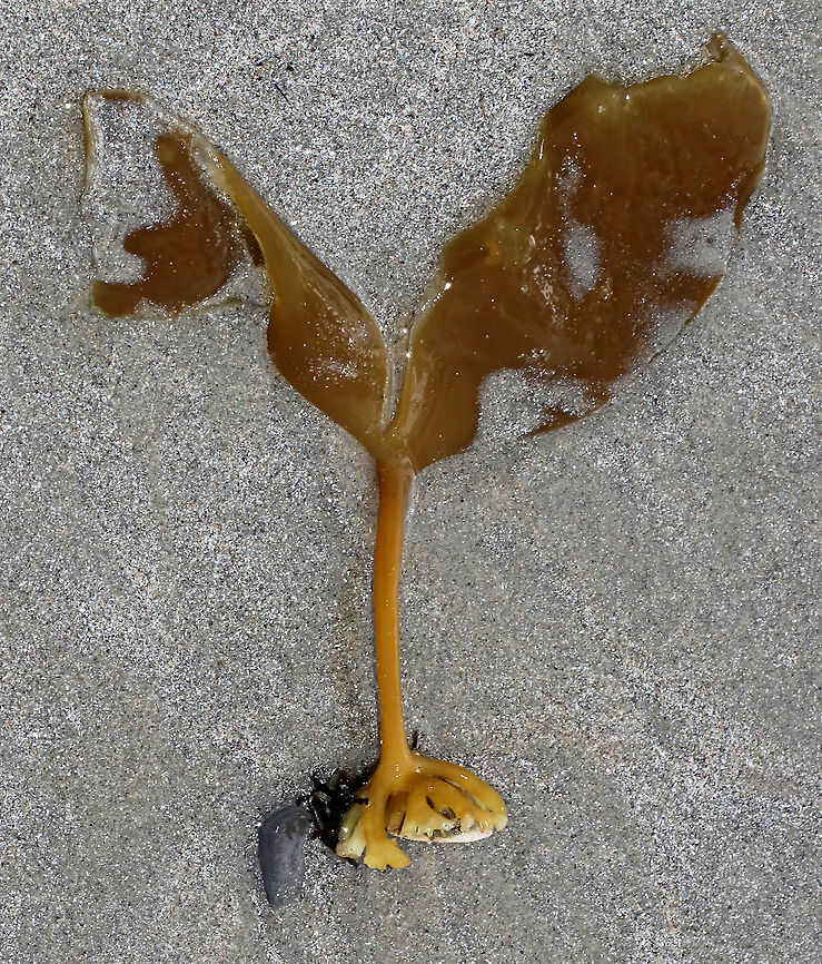 Horsetail Kelp - Laminaria digitata Ribless blades with straplike &quot;fingers&quot;. The stalk is very stiff and grows to 1.1 m long. It gets super heavy with thick blades that feel like leather.<br />
<br />
Habitat: Subtidal kelp zone Geotagged,Laminaria digitata,Oarweed,Spring,United States,brown seaweed,horsetail kelp,kelp