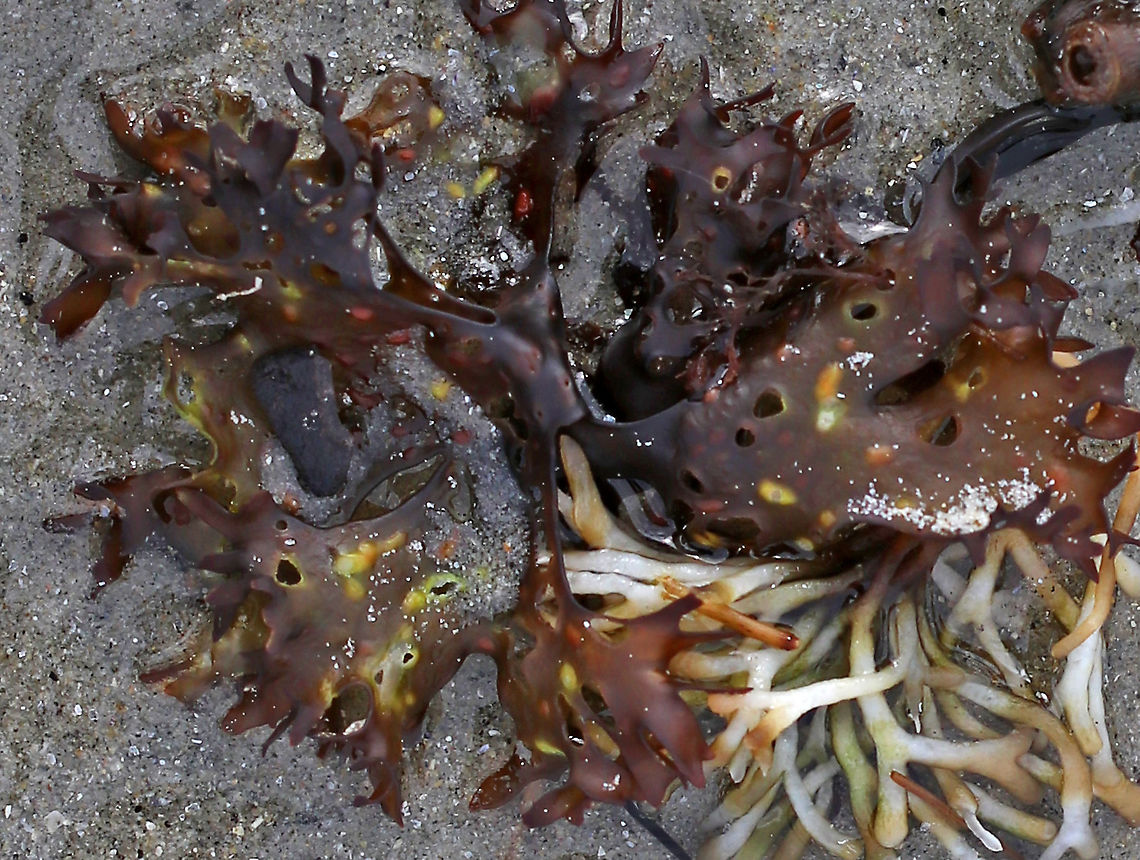 Irish Moss - Chondrus crispus This seaweed was pretty cool - it had red and yellowish spots. I think they are reproductive structures on the fronds, but am not sure. It could just be from disease or age. The white weed on the bottom right looks like bleached Codium fragile.<br />
<br />
Habitat: Beach during low tide Chondrus crispus,Geotagged,Irish moss,Spring,United States