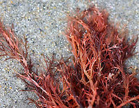 Bushy Red Seaweed I think there might be two kinds of red seaweed jumbled together here. <br />
<br />
1. The one with wide, light red branches may be Agardhiella sp., such as A. subulata or A. tenera. But it could also be Gracilaria verrucosa.<br />
<br />
2. The thin, darker red weed night be a kind of banded weed, like Ceramium sp.<br />
<br />
I need a seaweed expert!<br />
<br />
Habitat: Low tide at beach<br />
https://www.jungledragon.com/image/89842/bushy_red_seaweed.html Bushy Red Seaweed,Geotagged,Spring,United States,red seaweed,seaweed