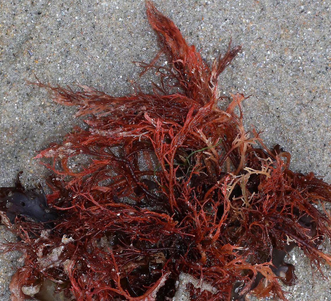 Bushy Red Seaweed I think there might be two kinds of red seaweed jumbled together here.<br />
<br />
1. The one with brighter red branches may be Agardhiella sp., such as A. subulata or A. tenera. But it could also be Gracilaria verrucosa.<br />
<br />
2. The darker red weed night be a kind of banded weed, like Ceramium sp.<br />
<br />
I need a seaweed expert!<br />
<br />
Habitat: Low tide at beach<br />
<figure class="photo"><a href="https://www.jungledragon.com/image/89838/bushy_red_seaweed.html" title="Bushy Red Seaweed"><img src="https://s3.amazonaws.com/media.jungledragon.com/images/3232/89838_thumb.jpg?AWSAccessKeyId=05GMT0V3GWVNE7GGM1R2&Expires=1759968010&Signature=%2BWU%2Fsggc1a7pbX5i4jsjIMgJOZM%3D" width="200" height="156" alt="Bushy Red Seaweed I think there might be two kinds of red seaweed jumbled together here. <br />
<br />
1. The one with wide, light red branches may be Agardhiella sp., such as A. subulata or A. tenera. But it could also be Gracilaria verrucosa.<br />
<br />
2. The thin, darker red weed night be a kind of banded weed, like Ceramium sp.<br />
<br />
I need a seaweed expert!<br />
<br />
Habitat: Low tide at beach<br />
https://www.jungledragon.com/image/89842/bushy_red_seaweed.html Bushy Red Seaweed,Geotagged,Spring,United States,red seaweed,seaweed" /></a></figure> Agardhiella,Ceramium,Geotagged,Gracilaria,Seaweed,Spring,United States,banded weed,bushy red seaweed,red seaweed