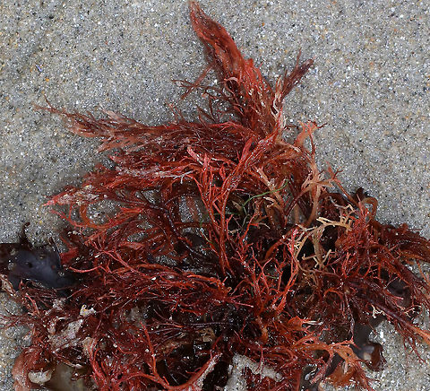 Bushy Red Seaweed I think there might be two kinds of red seaweed jumbled together here.

1. The one with brighter red branches may be Agardhiella sp., such as A. subulata or A. tenera. But it could also be Gracilaria verrucosa.

2. The darker red weed night be a kind of banded weed, like Ceramium sp.

I need a seaweed expert!

Habitat: Low tide at beach
https://www.jungledragon.com/image/89838/bushy_red_seaweed.html Agardhiella,Ceramium,Geotagged,Gracilaria,Seaweed,Spring,United States,banded weed,bushy red seaweed,red seaweed