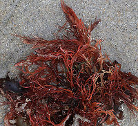 Bushy Red Seaweed I think there might be two kinds of red seaweed jumbled together here.<br />
<br />
1. The one with brighter red branches may be Agardhiella sp., such as A. subulata or A. tenera. But it could also be Gracilaria verrucosa.<br />
<br />
2. The darker red weed night be a kind of banded weed, like Ceramium sp.<br />
<br />
I need a seaweed expert!<br />
<br />
Habitat: Low tide at beach<br />
https://www.jungledragon.com/image/89838/bushy_red_seaweed.html Agardhiella,Ceramium,Geotagged,Gracilaria,Seaweed,Spring,United States,banded weed,bushy red seaweed,red seaweed