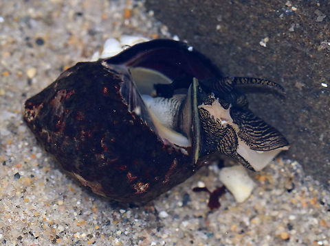 Common Periwinkle - Littorina littorea A common winkle along the Maine coast.  It had a blunt spire, pale columella, and was about 20-25 mm long. Periwinkles are vegetarians and can withstand long periods of time without food or water.

This one was underwater in this photo and had a lot of its body outside of its shell. I don't know what it was doing, but it was moving around and seemed fine.

Habitat: Low tide zone Common periwinkle,Geotagged,Littorina littorea,Spring,United States