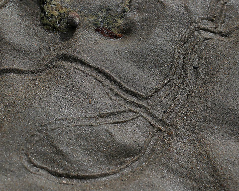 Periwinkle Highway These lines in the sand are from the movement of periwinkles. I took this shot during low tide, but when the tide is in, the snails cruise around on the sand and over rocks, leaving these tracks. They move using their foot, which is divided into a right and a left half. The snails move the halves alternately in order to propel themselves forward.

Habitat: Low tide zone Geotagged,Maine,Spring,United States,intertidal zone,low tide,mudflats,tracks
