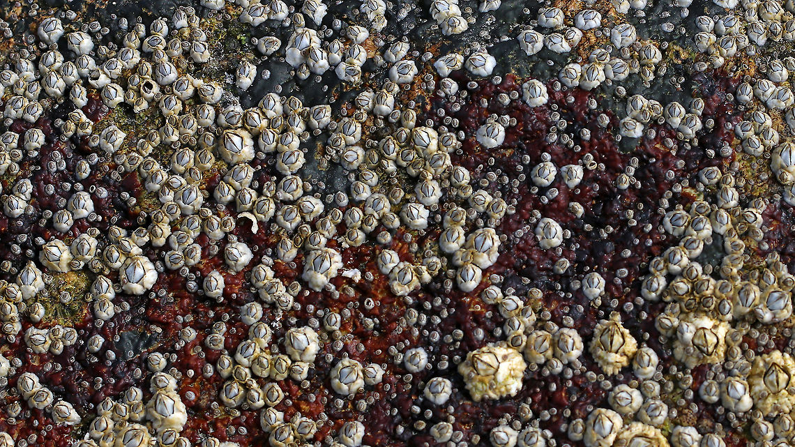 Northern Rock Barnacle - Semibalanus balanoides Common, intertidal barnacles that resemble volcanoes  or dragon eyes. This rock had multiple generations as you can see from the variations in size.<br />
<br />
They have a membranous base and the outer shell consists of white, overlapping, shell-like plates that grow with the animal.<br />
<br />
Habitat: Encrusted on rocks in the low tide zone<br />
 Geotagged,Semibalanus balanoides,Spring,United States,barnacle,northern barnacle