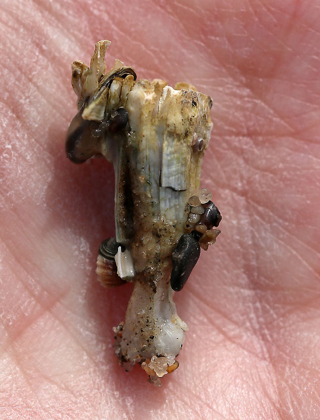 Northern Rock Barnacle - Semibalanus balanoides This is the crowded form of the northern rock barnacle. When crowded, they take a columnar or twisted shape that can be up to 25 mm long. You can see a bunch of little things attached to this barnacle - mussels and smaller barnacles.<br />
<br />
*Note: This barnacle was dead. I wouldn&#039;t have uprooted it otherwise.<br />
<br />
Habitat: Crowded colony in the intertidal<br />
<figure class="photo"><a href="https://www.jungledragon.com/image/89869/northern_rock_barnacle_-_semibalanus_balanoides.html" title="Northern Rock Barnacle - Semibalanus balanoides"><img src="https://s3.amazonaws.com/media.jungledragon.com/images/3232/89869_thumb.jpg?AWSAccessKeyId=05GMT0V3GWVNE7GGM1R2&Expires=1767225610&Signature=f%2BaF%2BDeui1Tx721JfzShxJvynNo%3D" width="200" height="156" alt="Northern Rock Barnacle - Semibalanus balanoides This is the crowded form of the northern rock barnacle. When crowded, they take a columnar or twisted shape that can be up to 25 mm long. You can see a bunch of little things attached to this barnacle - mussels, a periwinkle, and smaller barnacles.<br />
<br />
*Note: This barnacle was dead. I wouldn&#039;t have uprooted it otherwise.<br />
<br />
Habitat: Crowded colony in the intertidal<br />
https://www.jungledragon.com/image/89868/northern_rock_barnacle_-_semibalanus_balanoides.html Geotagged,Semibalanus balanoides,Spring,United States" /></a></figure> Geotagged,Semibalanus balanoides,Spring,United States,barnacle