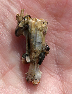 Northern Rock Barnacle - Semibalanus balanoides This is the crowded form of the northern rock barnacle. When crowded, they take a columnar or twisted shape that can be up to 25 mm long. You can see a bunch of little things attached to this barnacle - mussels and smaller barnacles.

*Note: This barnacle was dead. I wouldn't have uprooted it otherwise.

Habitat: Crowded colony in the intertidal
https://www.jungledragon.com/image/89869/northern_rock_barnacle_-_semibalanus_balanoides.html Geotagged,Semibalanus balanoides,Spring,United States,barnacle
