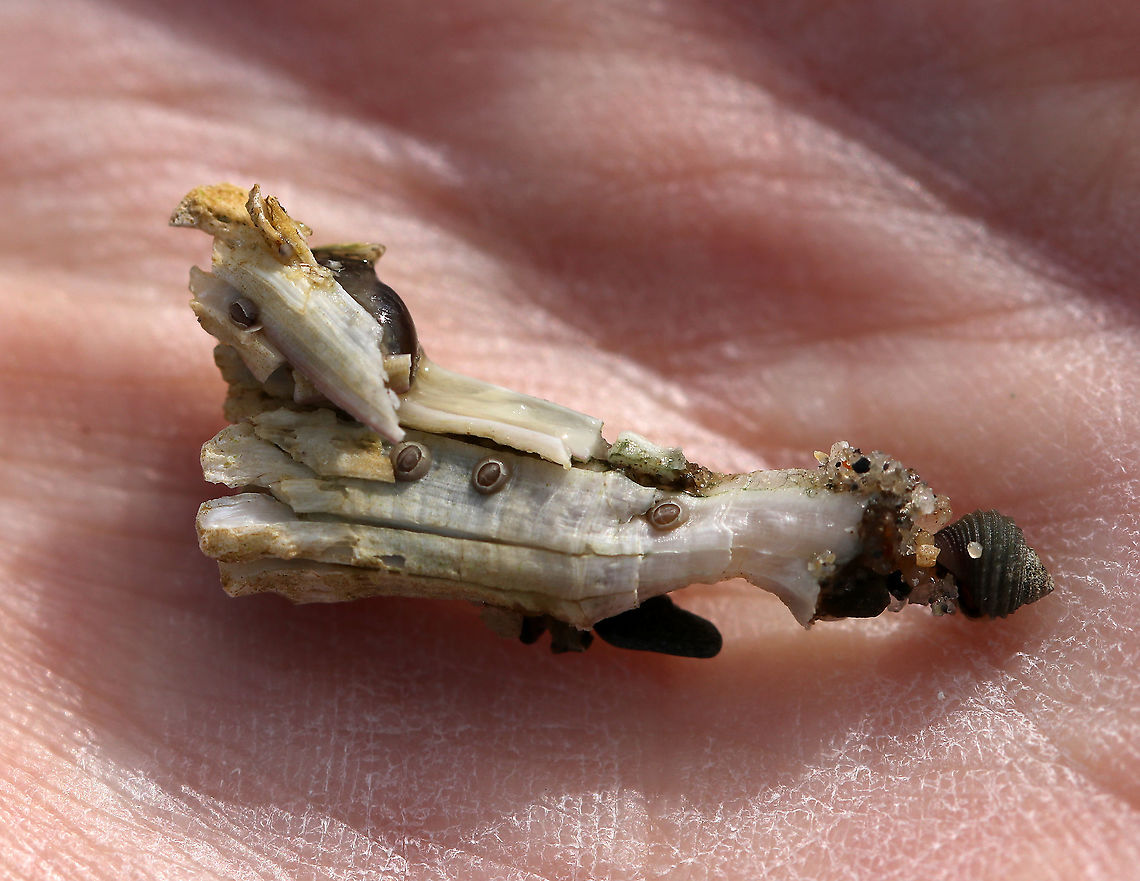 Northern Rock Barnacle - Semibalanus balanoides This is the crowded form of the northern rock barnacle. When crowded, they take a columnar or twisted shape that can be up to 25 mm long. You can see a bunch of little things attached to this barnacle - mussels, a periwinkle, and smaller barnacles.<br />
<br />
*Note: This barnacle was dead. I wouldn&#039;t have uprooted it otherwise.<br />
<br />
Habitat: Crowded colony in the intertidal<br />
<figure class="photo"><a href="https://www.jungledragon.com/image/89868/northern_rock_barnacle_-_semibalanus_balanoides.html" title="Northern Rock Barnacle - Semibalanus balanoides"><img src="https://s3.amazonaws.com/media.jungledragon.com/images/3232/89868_thumb.jpg?AWSAccessKeyId=05GMT0V3GWVNE7GGM1R2&Expires=1767225610&Signature=5iID%2Bu1%2F79fsM42vcYhE3TTcycg%3D" width="116" height="152" alt="Northern Rock Barnacle - Semibalanus balanoides This is the crowded form of the northern rock barnacle. When crowded, they take a columnar or twisted shape that can be up to 25 mm long. You can see a bunch of little things attached to this barnacle - mussels and smaller barnacles.<br />
<br />
*Note: This barnacle was dead. I wouldn&#039;t have uprooted it otherwise.<br />
<br />
Habitat: Crowded colony in the intertidal<br />
https://www.jungledragon.com/image/89869/northern_rock_barnacle_-_semibalanus_balanoides.html Geotagged,Semibalanus balanoides,Spring,United States,barnacle" /></a></figure> Geotagged,Semibalanus balanoides,Spring,United States