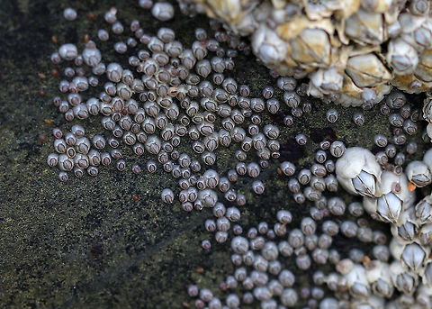 Northern Rock Barnacle (Adults, Juveniles, and Cypris) - Semibalanus balanoides The adults are the large barnacles to the right. The juveniles are the smaller ones in the middle. And, the cypris are the brownish, ovalish specks to the left in the photo. 

Northern rock barnacles are hermaphrodites, but cannot fertilize themselves. Copulation is followed by internal fertilization. The eggs (up to 10,000!) remain inside the shell.  The eggs hatch into free-swimming larvae, which is followed by a unique cypris larval stage. The cypris larvae spend their time seeking a habitable substrate. Once it settles on a spot, it metamorphoses into its adult form, but is called a "juvenile" as it is much smaller than its ultimate size will be.

Habitat: Low tide zone
https://www.jungledragon.com/image/89871/northern_rock_barnacle_cypris_larvae_-_semibalanus_balanoides.html Cyprid,Geotagged,Semibalanus balanoides,Spring,United States,cypris
