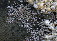 Northern Rock Barnacle (Adults, Juveniles, and Cypris) - Semibalanus balanoides The adults are the large barnacles to the right. The juveniles are the smaller ones in the middle. And, the cypris are the brownish, ovalish specks to the left in the photo. <br />
<br />
Northern rock barnacles are hermaphrodites, but cannot fertilize themselves. Copulation is followed by internal fertilization. The eggs (up to 10,000!) remain inside the shell.  The eggs hatch into free-swimming larvae, which is followed by a unique cypris larval stage. The cypris larvae spend their time seeking a habitable substrate. Once it settles on a spot, it metamorphoses into its adult form, but is called a "juvenile" as it is much smaller than its ultimate size will be.<br />
<br />
Habitat: Low tide zone<br />
https://www.jungledragon.com/image/89871/northern_rock_barnacle_cypris_larvae_-_semibalanus_balanoides.html Cyprid,Geotagged,Semibalanus balanoides,Spring,United States,cypris