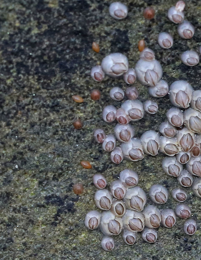 Northern Rock Barnacle (Cypris Larvae) - Semibalanus balanoides The cypris larvae are the brownish, ovalish specks to the left in the photo.<br />
<br />
Northern rock barnacles are hermaphrodites, but cannot fertilize themselves. Copulation is followed by internal fertilization. The eggs (up to 10,000!) remain inside the shell. The eggs hatch into free-swimming larvae, which is followed by a unique cypris larval stage. The cypris larvae spend their time seeking a habitable substrate. Once it settles on a spot, it metamorphoses into its adult form, but is called a &quot;juvenile&quot; as it is much smaller than its ultimate size will be.<br />
<br />
Habitat: Low tide zone<br />
<figure class="photo"><a href="https://www.jungledragon.com/image/89870/northern_rock_barnacle_adults_juveniles_and_cypris_-_semibalanus_balanoides.html" title="Northern Rock Barnacle (Adults, Juveniles, and Cypris) - Semibalanus balanoides"><img src="https://s3.amazonaws.com/media.jungledragon.com/images/3232/89870_thumb.jpg?AWSAccessKeyId=05GMT0V3GWVNE7GGM1R2&Expires=1759968010&Signature=c1vtz%2BoR7BT1islTGIoTHSgExDk%3D" width="200" height="144" alt="Northern Rock Barnacle (Adults, Juveniles, and Cypris) - Semibalanus balanoides The adults are the large barnacles to the right. The juveniles are the smaller ones in the middle. And, the cypris are the brownish, ovalish specks to the left in the photo. <br />
<br />
Northern rock barnacles are hermaphrodites, but cannot fertilize themselves. Copulation is followed by internal fertilization. The eggs (up to 10,000!) remain inside the shell.  The eggs hatch into free-swimming larvae, which is followed by a unique cypris larval stage. The cypris larvae spend their time seeking a habitable substrate. Once it settles on a spot, it metamorphoses into its adult form, but is called a &quot;juvenile&quot; as it is much smaller than its ultimate size will be.<br />
<br />
Habitat: Low tide zone<br />
https://www.jungledragon.com/image/89871/northern_rock_barnacle_cypris_larvae_-_semibalanus_balanoides.html Cyprid,Geotagged,Semibalanus balanoides,Spring,United States,cypris" /></a></figure> Geotagged,Semibalanus balanoides,Spring,United States,barnacle,barnacle cypris,cypris,larvae