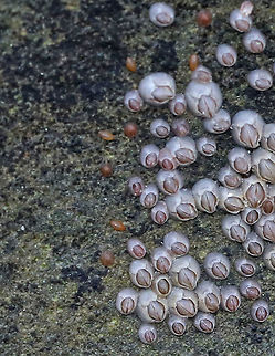 Northern Rock Barnacle (Cypris Larvae) - Semibalanus balanoides The cypris larvae are the brownish, ovalish specks to the left in the photo.

Northern rock barnacles are hermaphrodites, but cannot fertilize themselves. Copulation is followed by internal fertilization. The eggs (up to 10,000!) remain inside the shell. The eggs hatch into free-swimming larvae, which is followed by a unique cypris larval stage. The cypris larvae spend their time seeking a habitable substrate. Once it settles on a spot, it metamorphoses into its adult form, but is called a "juvenile" as it is much smaller than its ultimate size will be.

Habitat: Low tide zone
https://www.jungledragon.com/image/89870/northern_rock_barnacle_adults_juveniles_and_cypris_-_semibalanus_balanoides.html Geotagged,Semibalanus balanoides,Spring,United States,barnacle,barnacle cypris,cypris,larvae