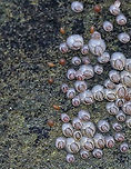 Northern Rock Barnacle (Cypris Larvae) - Semibalanus balanoides The cypris larvae are the brownish, ovalish specks to the left in the photo.<br />
<br />
Northern rock barnacles are hermaphrodites, but cannot fertilize themselves. Copulation is followed by internal fertilization. The eggs (up to 10,000!) remain inside the shell. The eggs hatch into free-swimming larvae, which is followed by a unique cypris larval stage. The cypris larvae spend their time seeking a habitable substrate. Once it settles on a spot, it metamorphoses into its adult form, but is called a "juvenile" as it is much smaller than its ultimate size will be.<br />
<br />
Habitat: Low tide zone<br />
https://www.jungledragon.com/image/89870/northern_rock_barnacle_adults_juveniles_and_cypris_-_semibalanus_balanoides.html Geotagged,Semibalanus balanoides,Spring,United States,barnacle,barnacle cypris,cypris,larvae