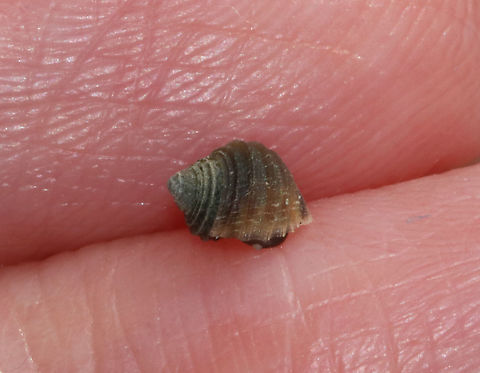 Rough Periwinkle - Littorina saxatilis Small periwinkle with grooved whorls. They can grow up to 19 mm and colors vary widely.

Habitat: Found in an empty barnacle shell in the low tide zone. Geotagged,Littorina,Littorina saxatilis,Rough periwinkle,Spring,United States,periwinkle,snail,winkle