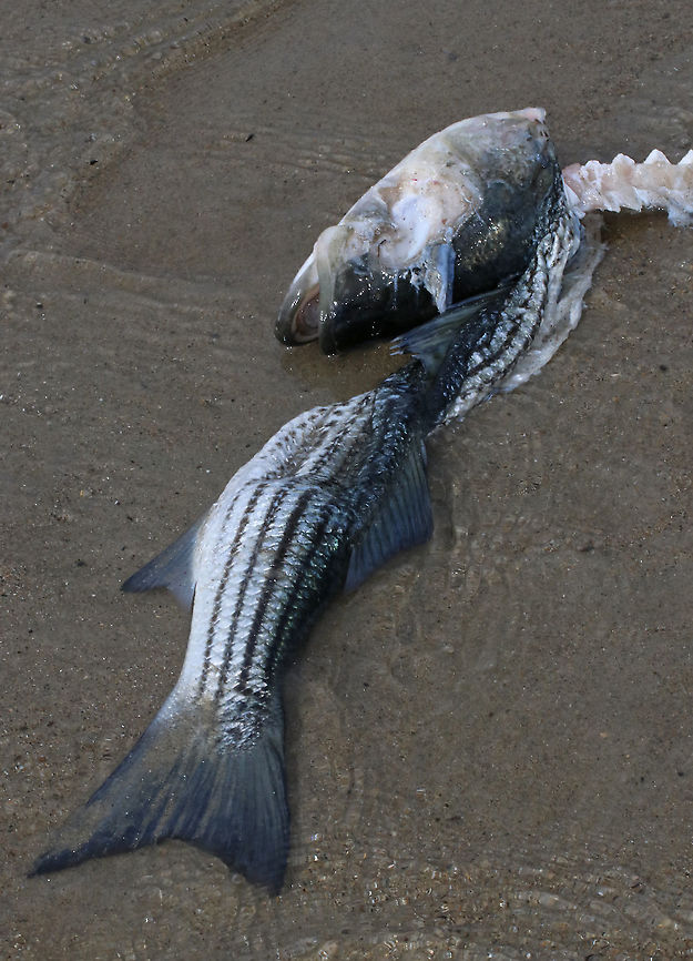 Striped Bass - Morone saxatilis I watched a gull pull this fish out of the ocean! I have no idea if the bird stole it from someone else, found it, or killed it on its own. But, the fish was big (maybe 50-60 cm long) and I can&#039;t imagine a gull being able to kill and carry it.  I watched the gull eat the insides of the fish&#039;s head before flying away. I was surprised that it didn&#039;t eat more. And, I waited a few minutes, but it didn&#039;t return.<br />
<br />
Habitat: Low tide beach<br />
<figure class="photo"><a href="https://www.jungledragon.com/image/89901/striped_bass_-_morone_saxatilis.html" title="Striped Bass - Morone saxatilis"><img src="https://s3.amazonaws.com/media.jungledragon.com/images/3232/89901_thumb.jpg?AWSAccessKeyId=05GMT0V3GWVNE7GGM1R2&Expires=1767225610&Signature=ekdZS3pdK1uGIzm1ctKd%2BsuEoEs%3D" width="200" height="130" alt="Striped Bass - Morone saxatilis I watched this gull pull a bass out of the ocean! I have no idea if the bird stole it from someone else, found it, or killed it on its own. But, the fish was big (maybe 50-60 cm long) and I can&#039;t imagine a gull being able to kill and carry it. I watched the gull eat the insides of the fish&#039;s head before flying away. I was surprised that it didn&#039;t eat more. And, I waited a few minutes, but it didn&#039;t return.<br />
<br />
*In this photo, the gull is plucking the guts out of the fish&#039;s head. Most of the fish is still underwater in this photo.<br />
<br />
Habitat: Low tide beach<br />
<br />
https://www.jungledragon.com/image/89900/striped_bass_-_morone_saxatilis.html Geotagged,Morone saxatilis,Spring,Striped bass,United States" /></a></figure> Geotagged,Morone,Morone saxatilis,Spring,Striped bass,United States,bass,fish,striped bass