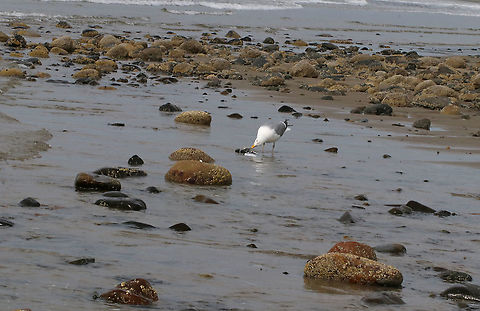 Striped Bass - Morone saxatilis I watched this gull pull a bass out of the ocean! I have no idea if the bird stole it from someone else, found it, or killed it on its own. But, the fish was big (maybe 50-60 cm long) and I can't imagine a gull being able to kill and carry it. I watched the gull eat the insides of the fish's head before flying away. I was surprised that it didn't eat more. And, I waited a few minutes, but it didn't return.

*In this photo, the gull is plucking the guts out of the fish's head. Most of the fish is still underwater in this photo.

Habitat: Low tide beach

https://www.jungledragon.com/image/89900/striped_bass_-_morone_saxatilis.html Geotagged,Morone saxatilis,Spring,Striped bass,United States