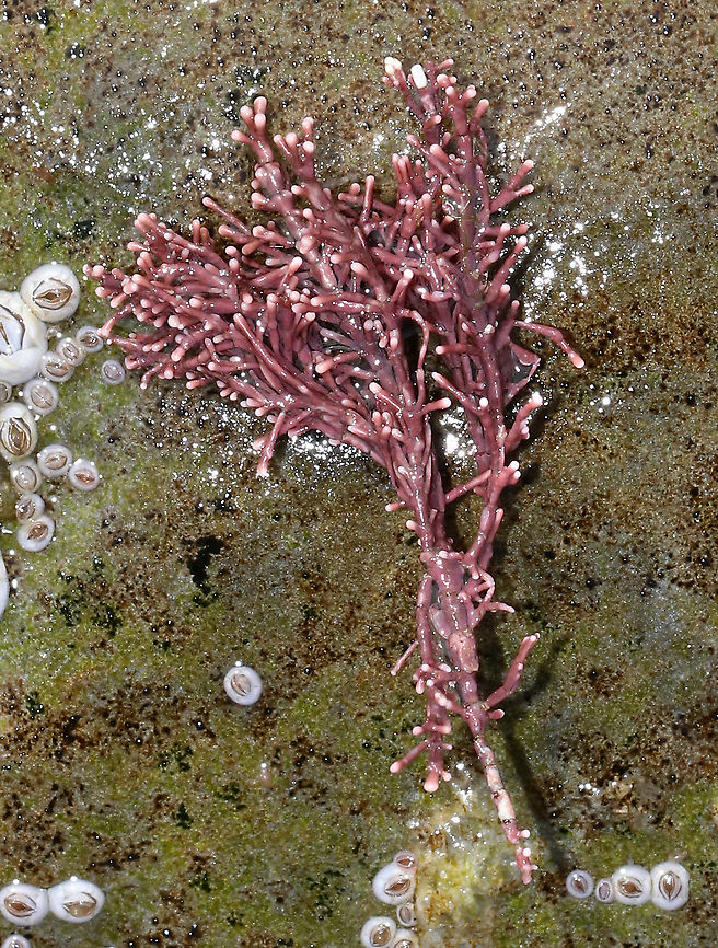 Calcareous Red Seaweed - Corallina officinalis I was happy to finally find some that hadn&#039;t been bleached by the sun!<br />
<br />
Habitat: Low tide zone Calcareous Red Seaweed,Corallina officinalis,Geotagged,Spring,United States,corallina,seaweed