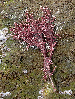 Calcareous Red Seaweed - Corallina officinalis I was happy to finally find some that hadn't been bleached by the sun!

Habitat: Low tide zone Calcareous Red Seaweed,Corallina officinalis,Geotagged,Spring,United States,corallina,seaweed